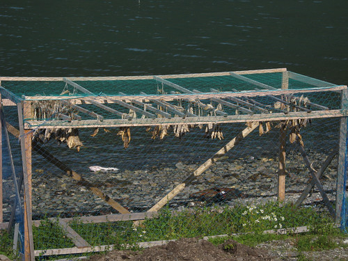 Fish drying