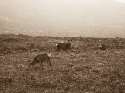 Tame deer above Glen Brittle